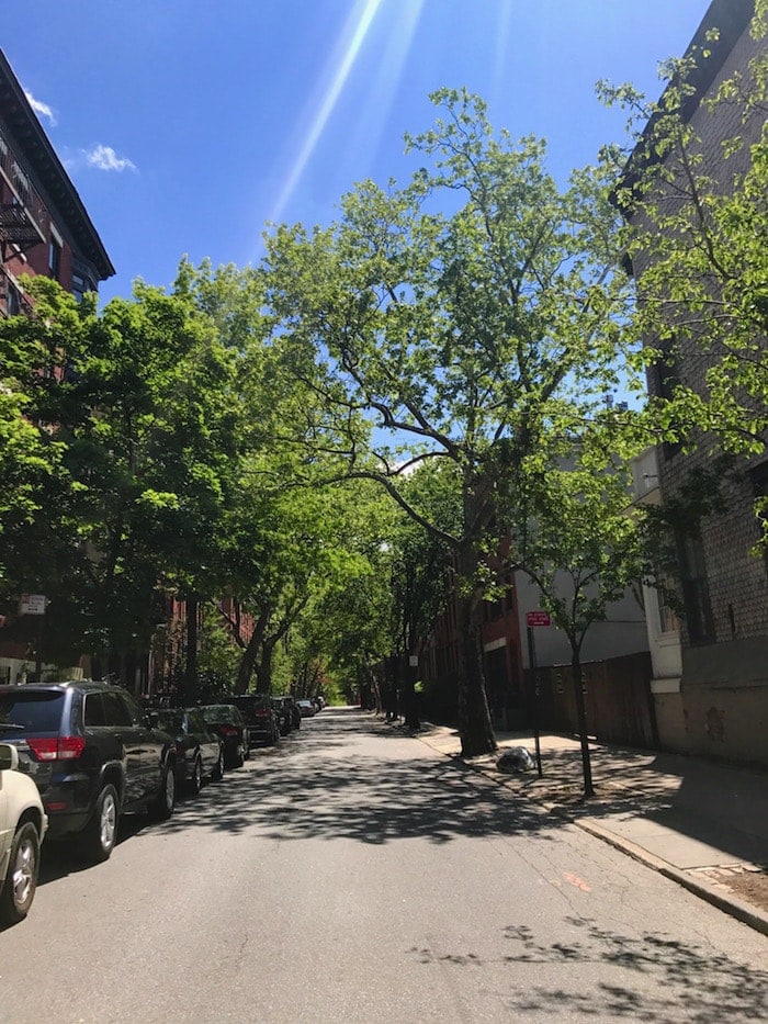 A city street lined with trees