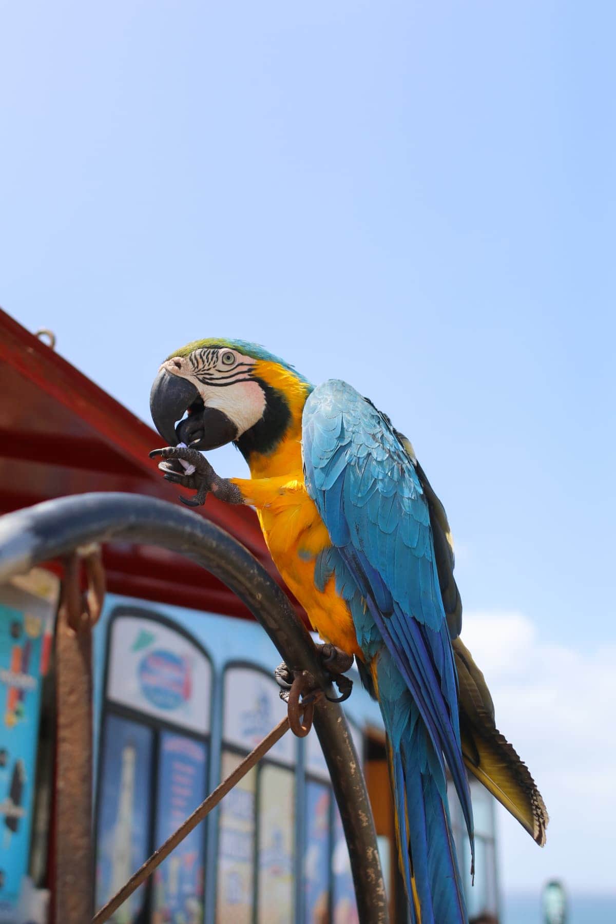 A macaw