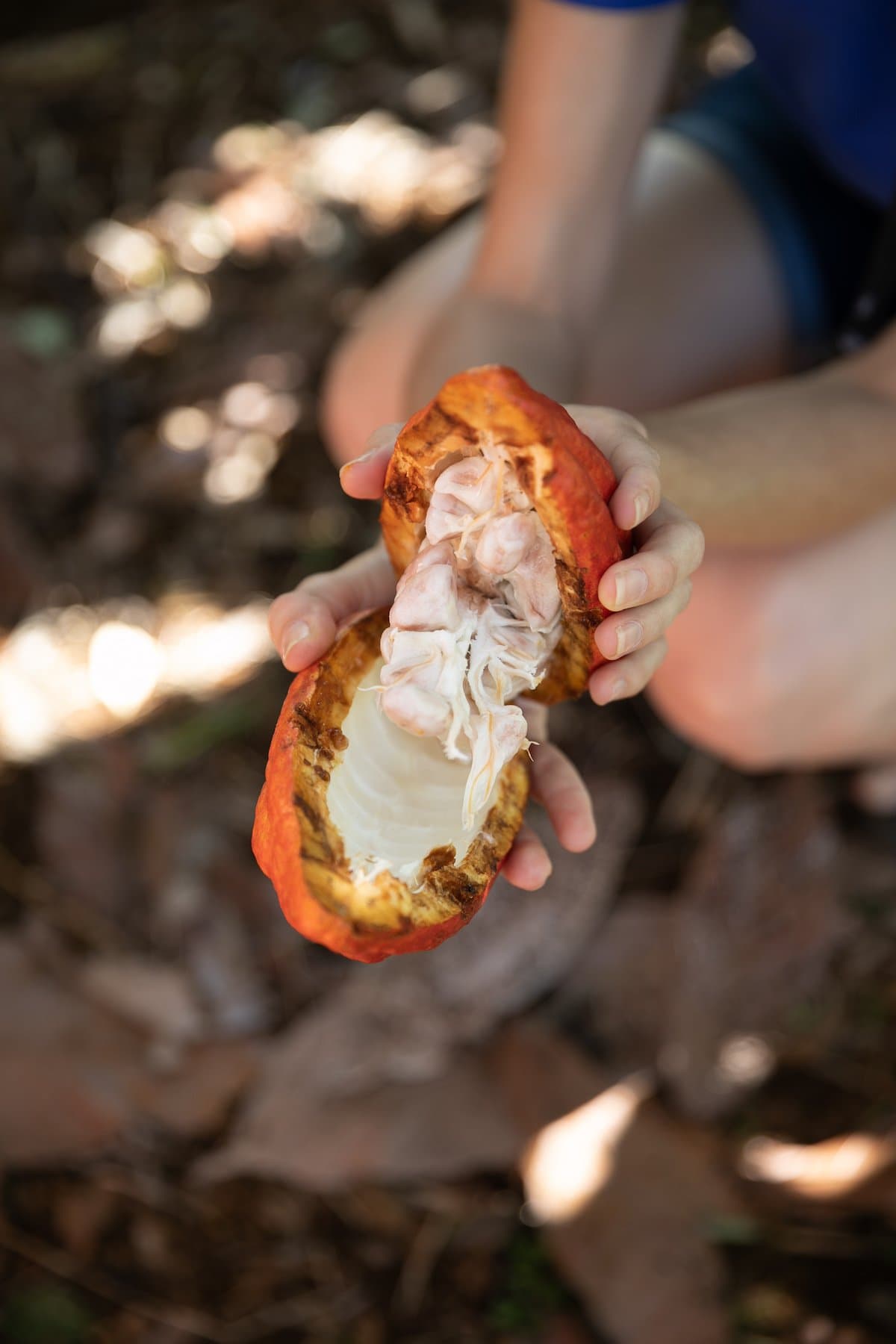 fresh cacao plant open