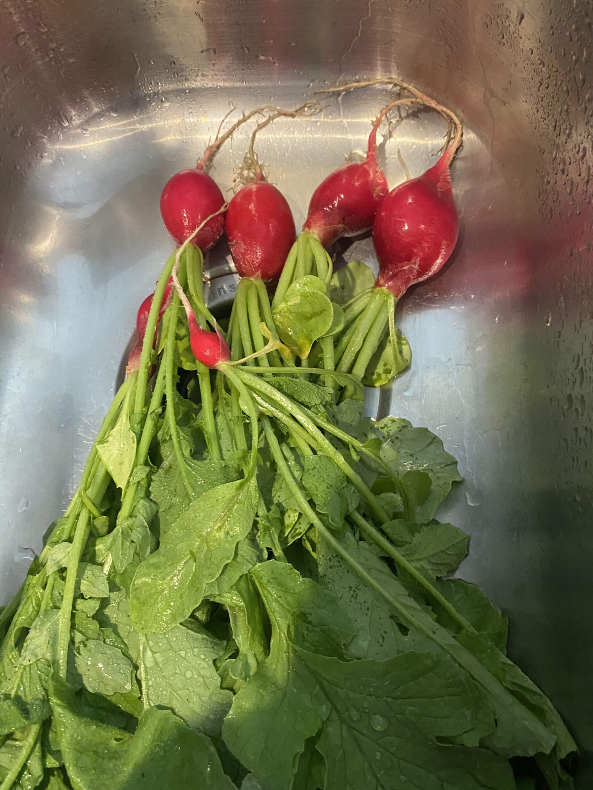 radishes in sink